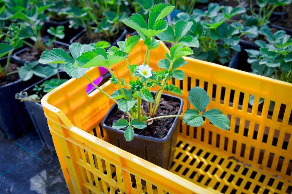 Брусника садовая: посадка и уход, размножение и выращивание на приусадебном участке
