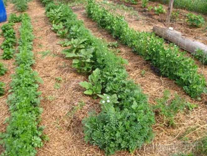 Богатый урожай без хлопот: мульчирование опилками клубники, огурцов, томатов, роз, малины и других культур