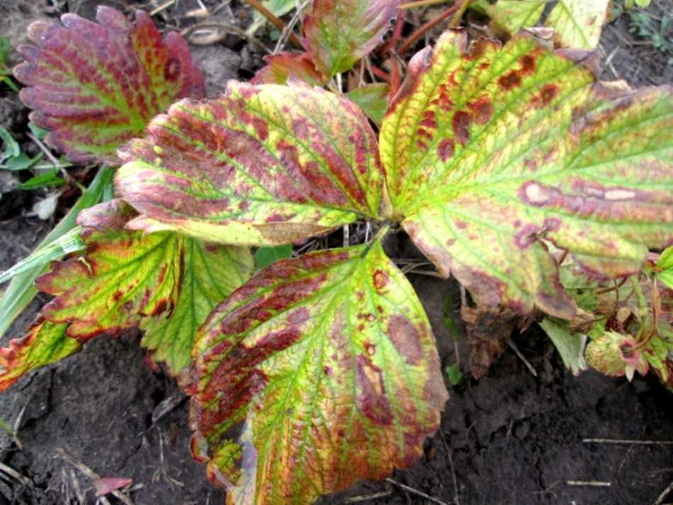 Пятнистость на клубнике: лечение бурых, красных, ржавых пятен на листьях, что делать при их появлении