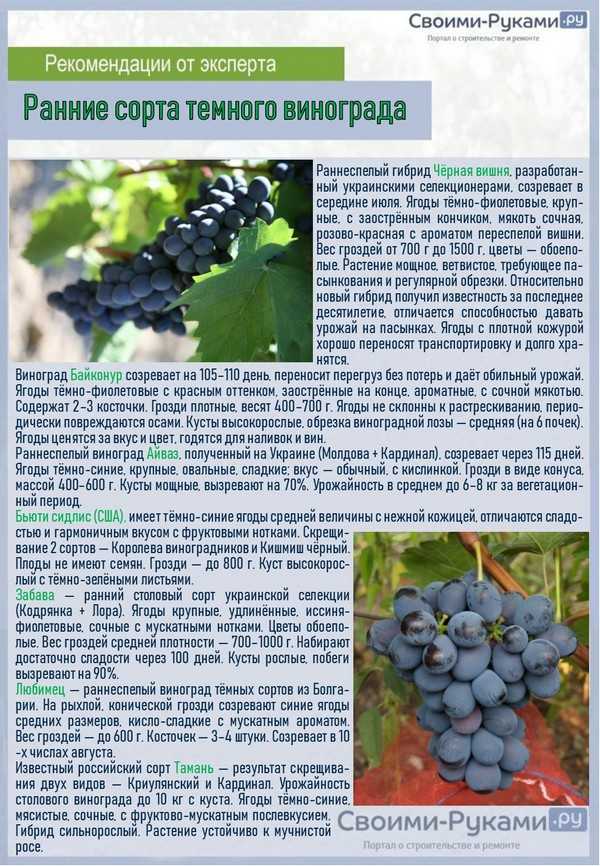 Ркацители (rkatsiteli) - сорт винограда
