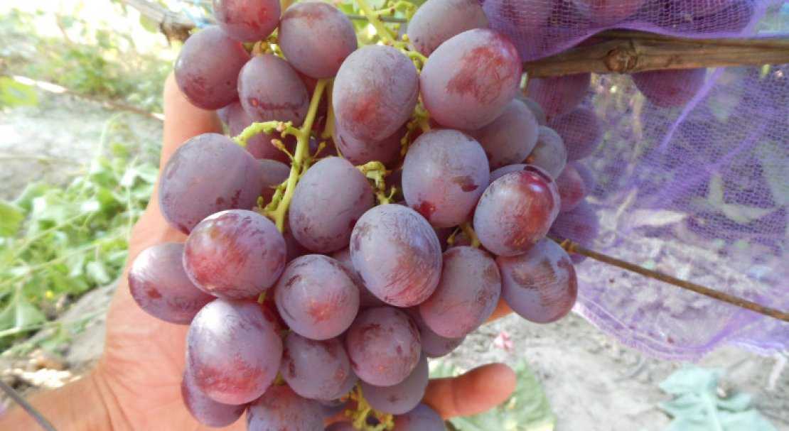 Описание винограда коринка русская: характеристики, фото, отзывы садоводов