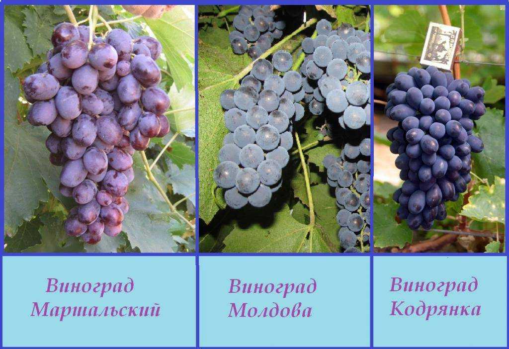 Виноград дарья: описание сорта - про сорта