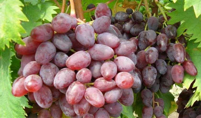 Сорт винограда ркацители: описание и характеристики, посадка и уход