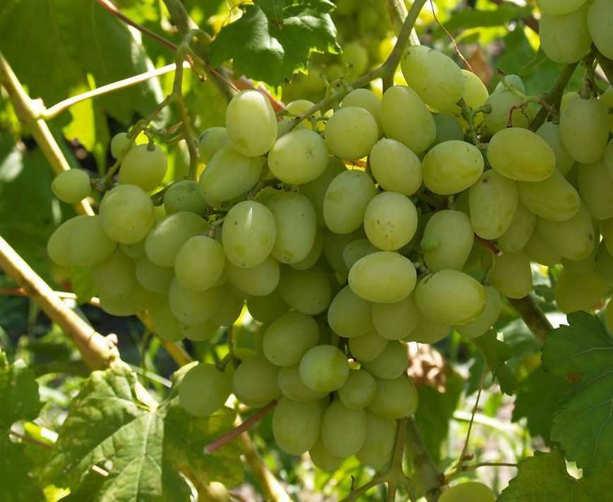 Сорта винограда «ландыш»