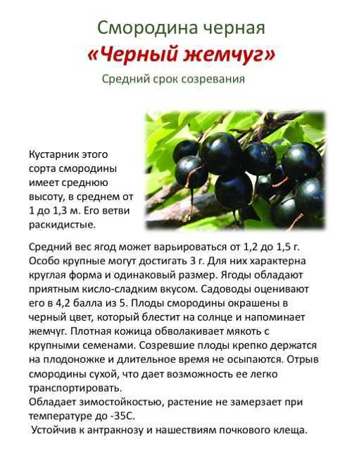 Сокровищница здоровья и пользы — чёрная смородина сорта «белорусская сладкая»