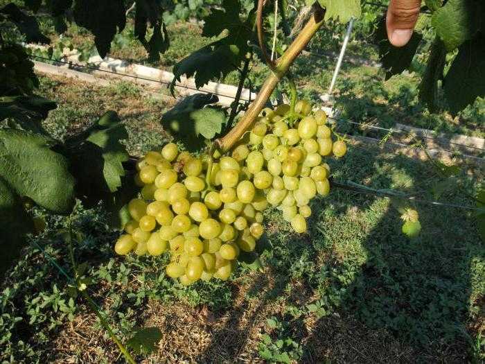 Виноград галахад: описание сорта, видео, фото, выращивание