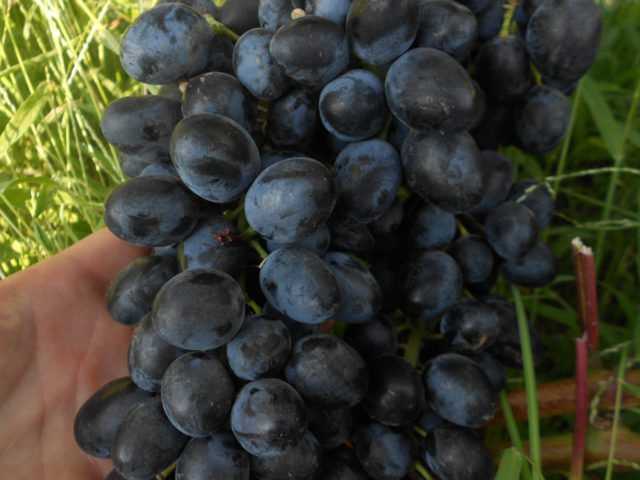 Виноград Чарли: описание сорта, фото, отзывы виноградарей. Достоинства и недостатки, рекомендации по выращиванию.