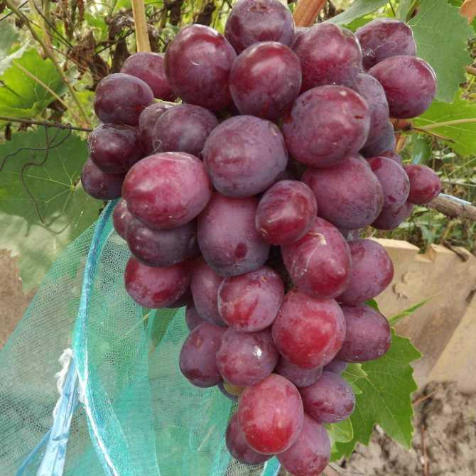 Сенатор - характеристики каждого из двух гибридов винограда