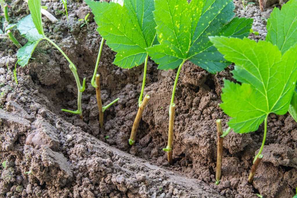 Экзотика в вашем саду: описание раннего сорта чёрной смородины