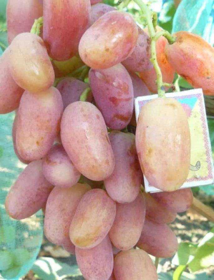 Описание винограда сорта юлиан, особенности выращивания