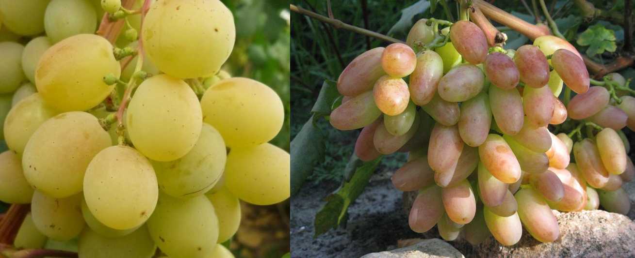 Виноград юбилей новочеркасска | садоводство и огородничество