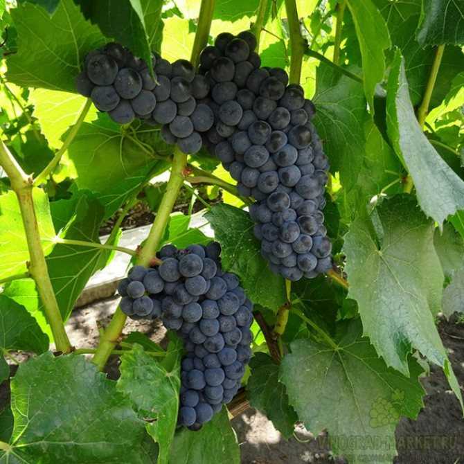Виноград «кристалл»: описание сорта, фото и отзывы, особенности выращивания