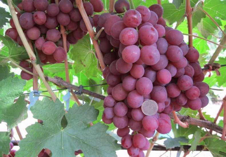 Виноград гурман ранний и лакомка описание сорта, выращивание и уход, фото и отзывы