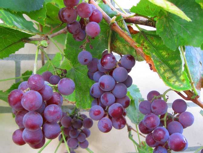 Виноград виктор: описание сорта и характеристика, плюсы и минусы, выращивание