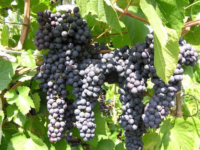 Сорт винограда памяти домбковской: описание, фото
