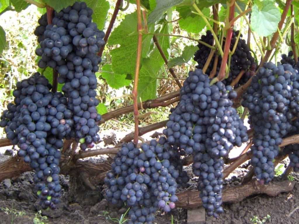 Посадка и уход за виноградом «памяти домбковской» на даче