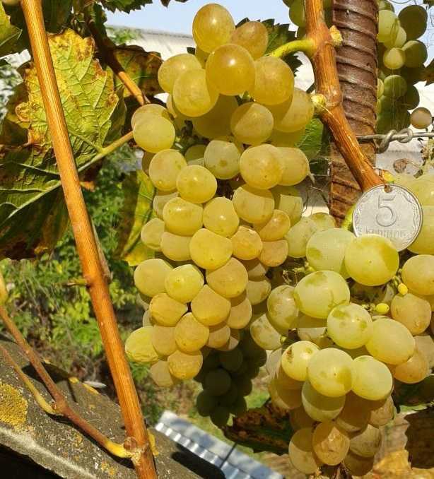 Молдавский сорт винограда шахтер отлично подходит для россии