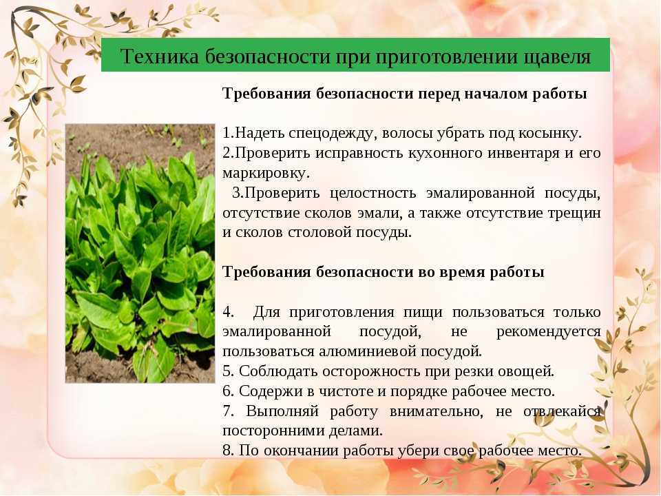 Польза и вред дикой армянской травы. лечебные свойства и противопоказания конского щавеля