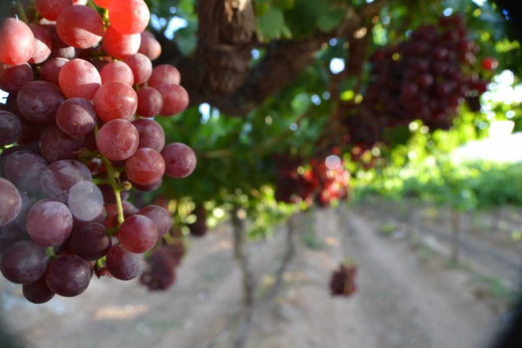 Все про виноград сорта восторг — описание и отзывы