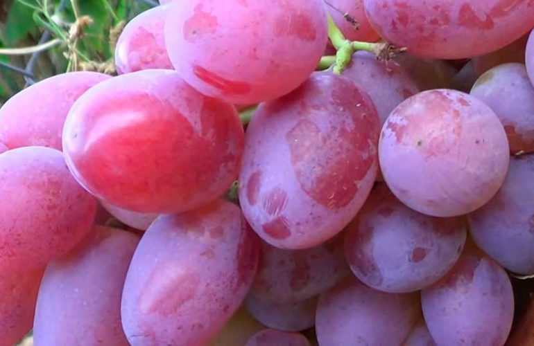 О винограде гелиос: описание и характеристики сорта, посадка и уход