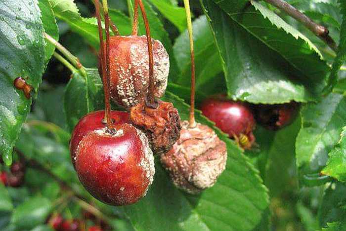 Коккомикоз вишни – как эффективно и быстро вылечить дерево?