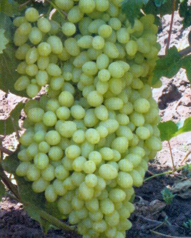 Виноград надежда аксайская: надёжный сорт для вашего сада