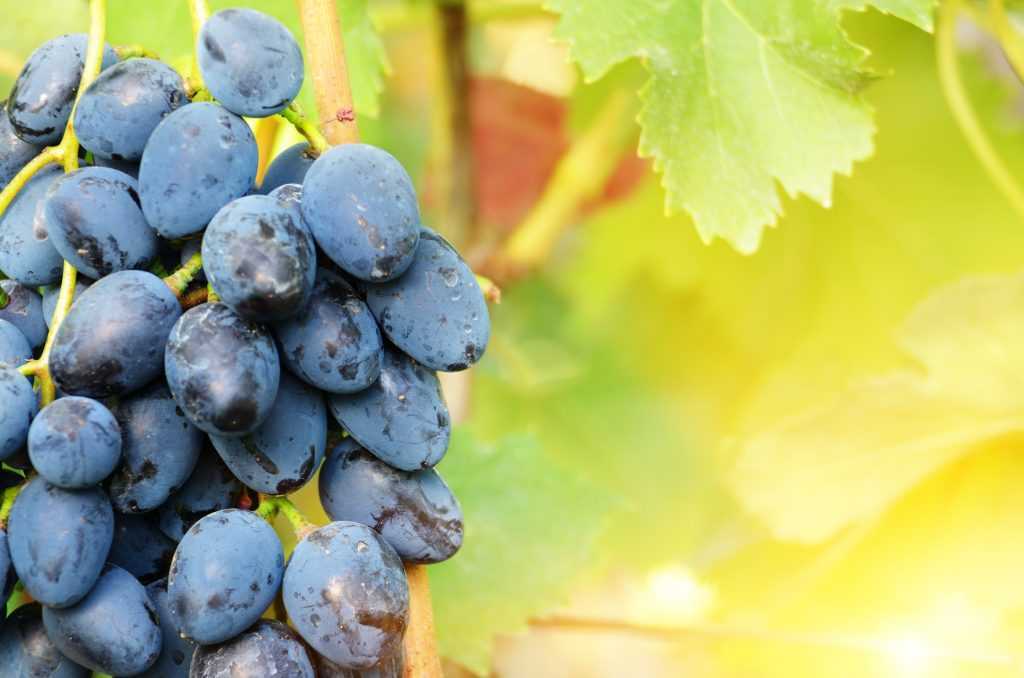 Виноград «восторг»: описание сорта, фото и отзывы
