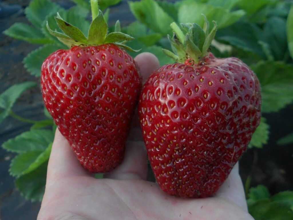 Ранние сорта клубники: 11 сортов самых сладких ягод