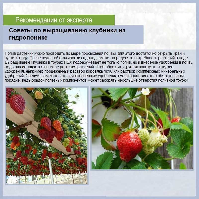 Особенности выращивания земляники «золушка». характеристики сорта