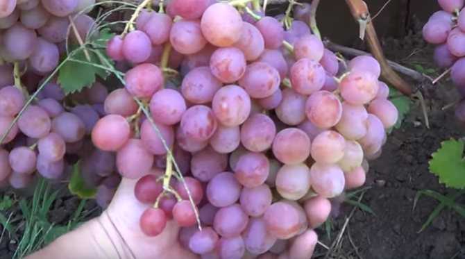 Удобрение и подкормка винограда