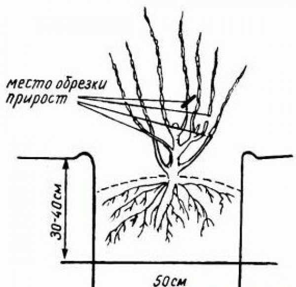 Штамбовый крыжовник — подбор сорта и выращивание