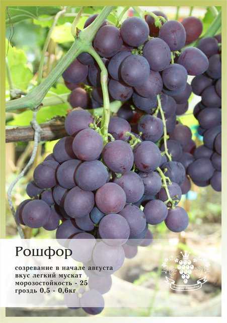 Виноград граф монте кристо описание сорта, отзывы - сорта винограда, столовые | описание, советы, отзывы, фото и видео