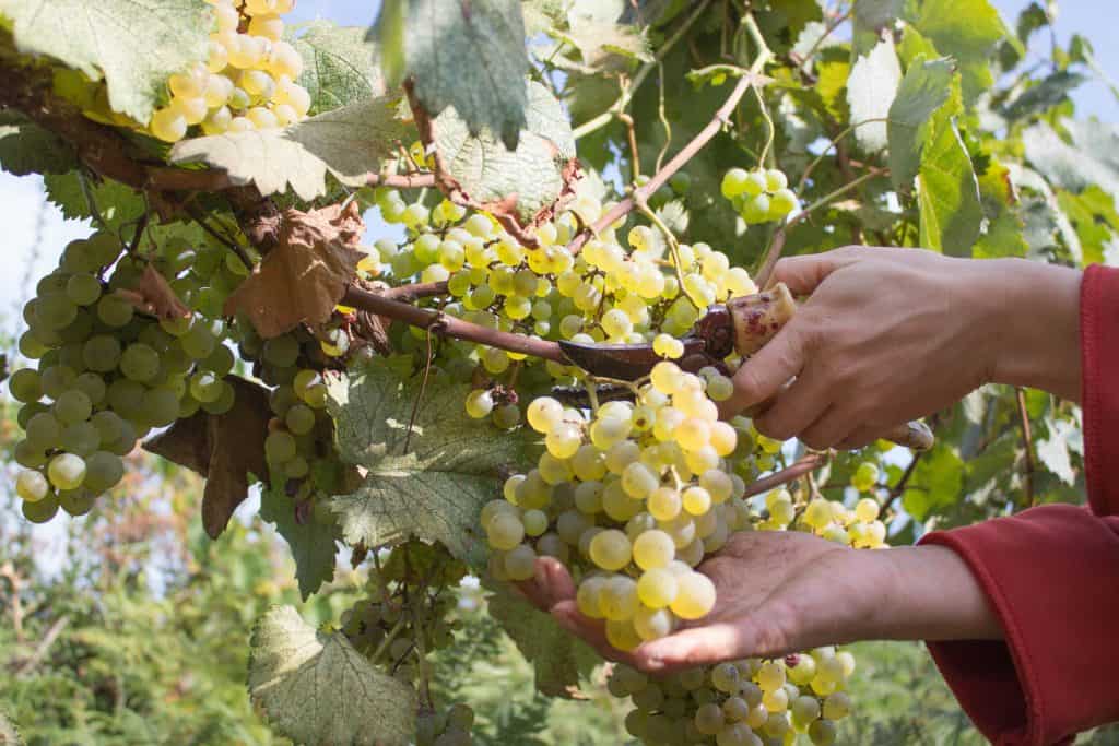 Виноград красотка: характеристика и описание сорта, уход