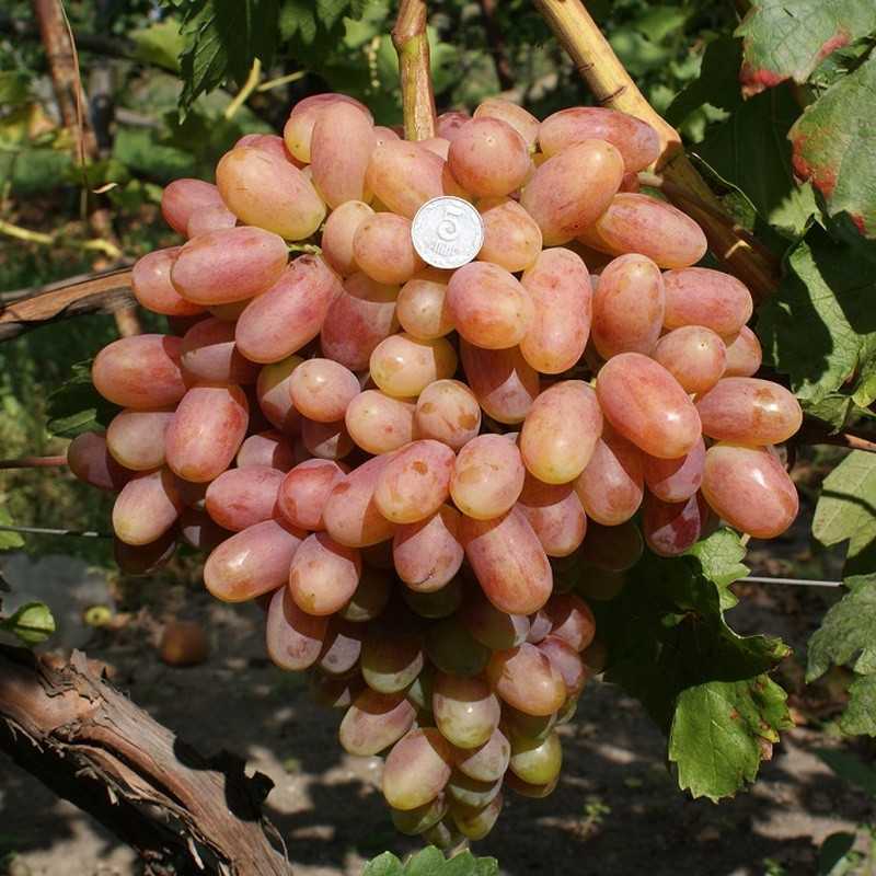 Сорта винограда — их характеристики и описание