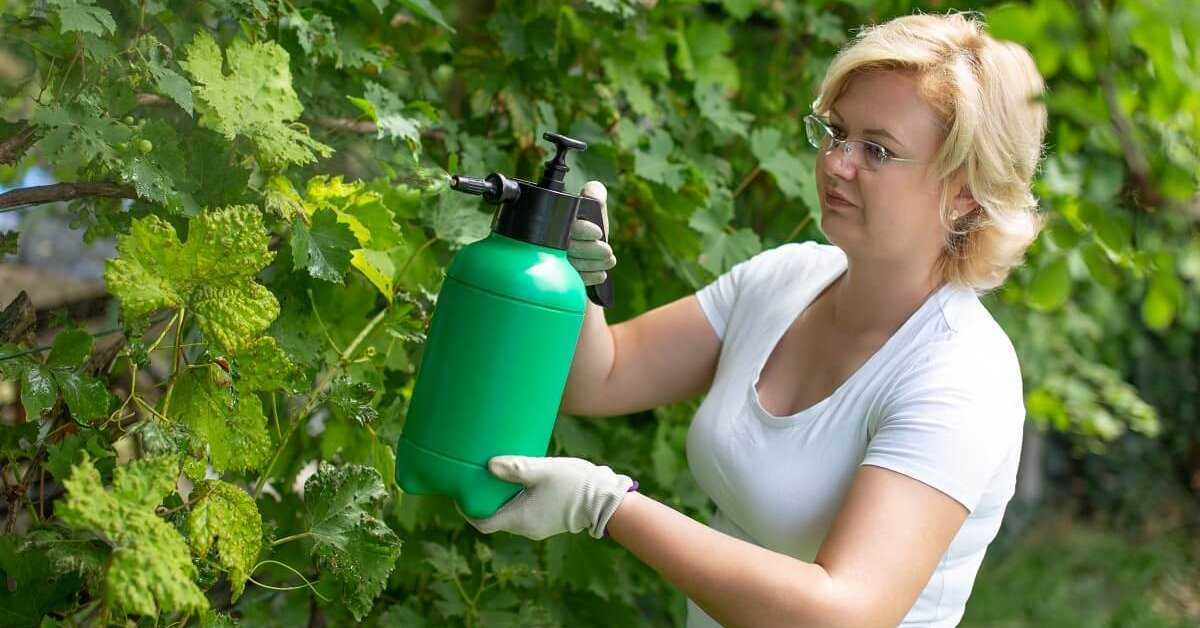 Обработка винограда осенью перед укрытием на зиму: химические растворы, народные средства против вредителей
