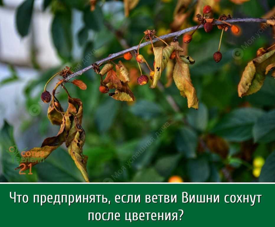 Болезни вишни: признаки основных заболеваний и методы борьбы с ними