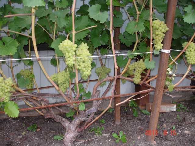 Описание сорта винограда кишмиш 342, его плюсы и минусы, советы по выращиванию и уходу