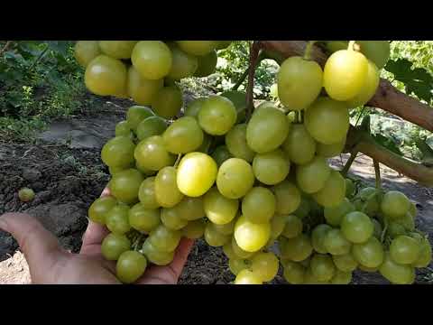 Описание сорта винограда руслан: фото, видео и отзывы | vinograd-loza