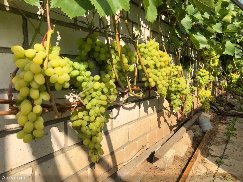 Неприхотлив, надёжен, устойчив, благороден — это всё о винограде «августин»