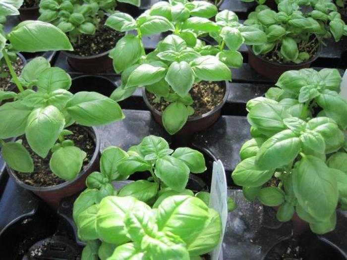 Секреты успеха при выращивании базилика из семян в домашних условиях
