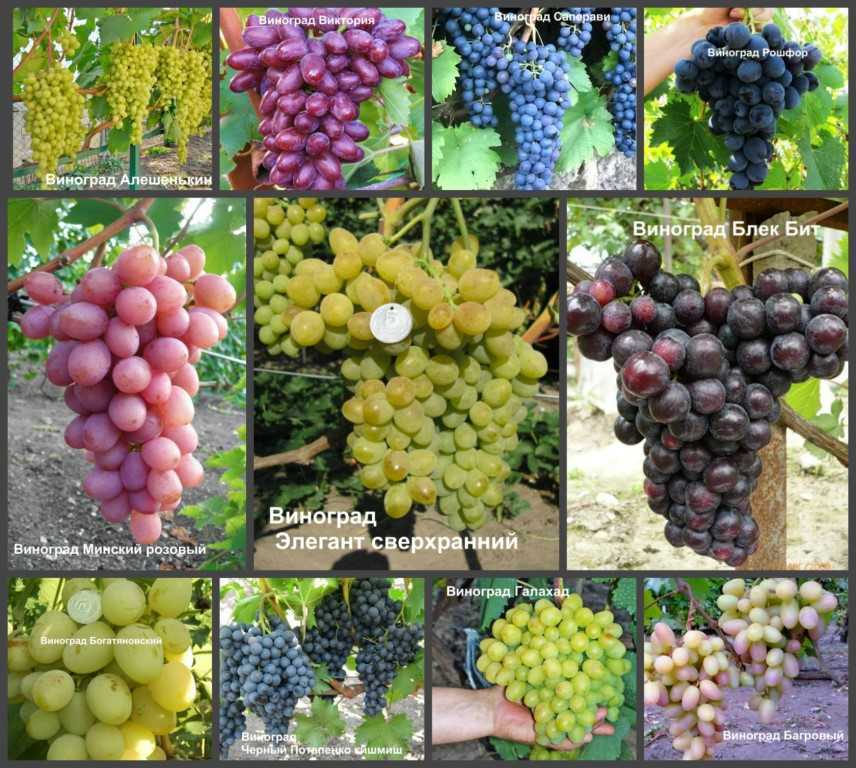 Группы и сорта винограда