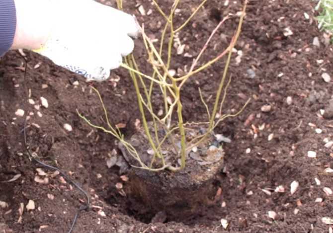 Бонсай из семян (31 фото): как выращивать дерево в домашних условиях? как прорастить семечко? как сажать семена? как растет бонсай?