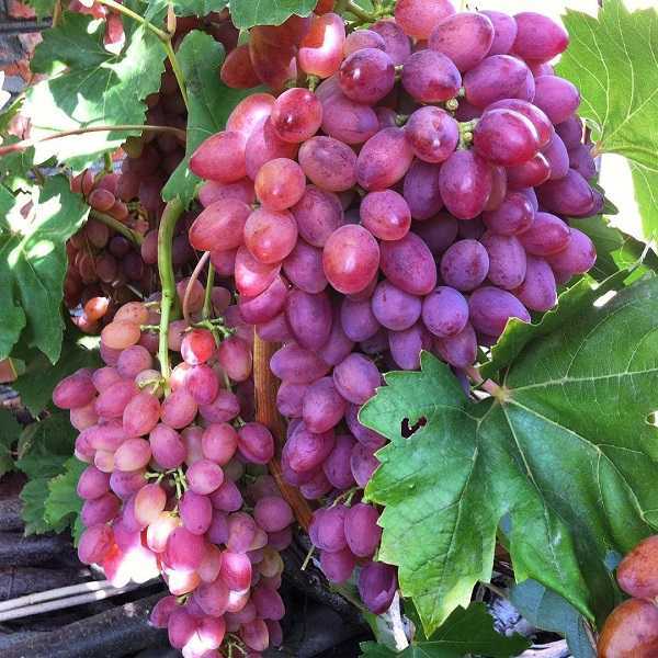 Описание и характеристики винограда сорта кишмиш лучистый, его плюсы и минусы