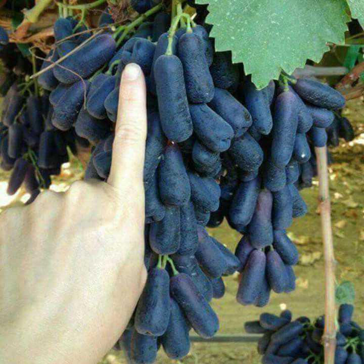 Виноград ведьмины пальцы