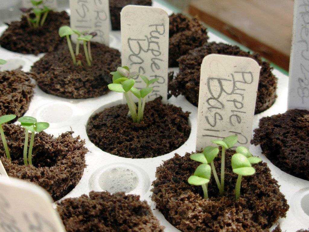 Базилик: выращивание из семян на рассаду в домашних условиях
