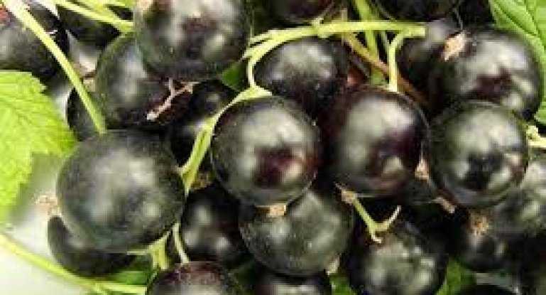 Чёрная смородина селеченская и селеченская 2 – любимые сорта садоводов