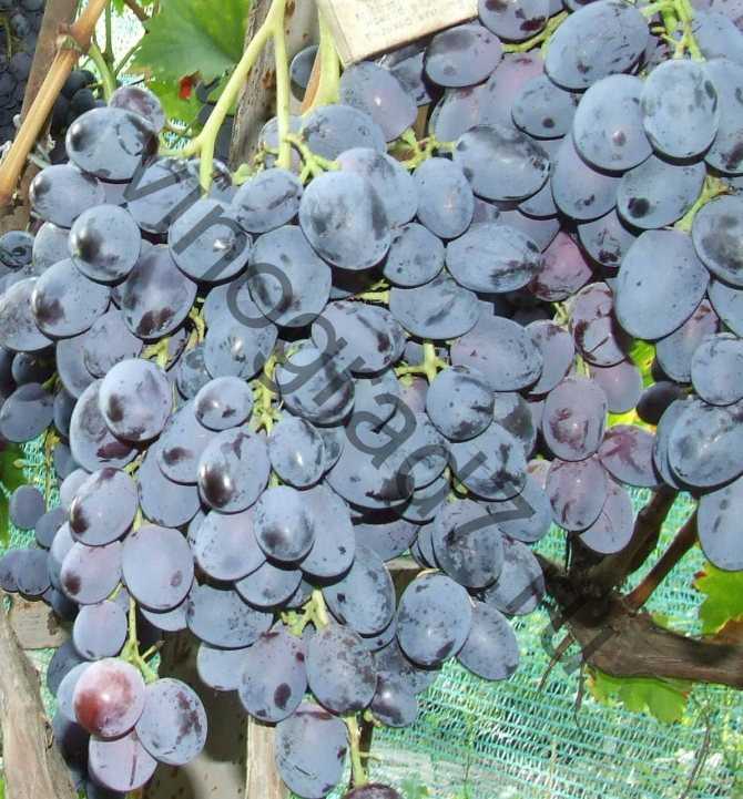 Описание сорта винограда «чарли» — мощные грозди и высокая морозоустойчивость