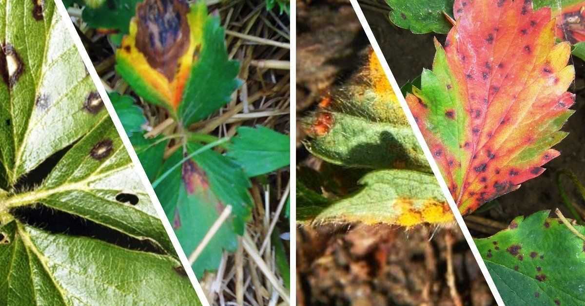 Появились пятна на листьях клубники: что делать и чем лечить грибок?