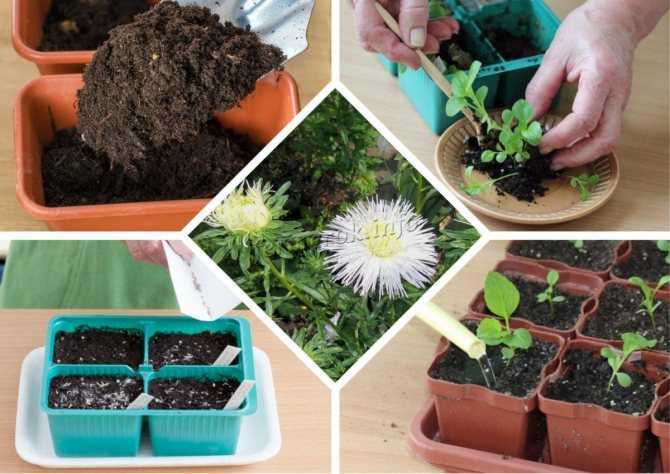 Как посадить черемшу на даче весной - секреты садоводов