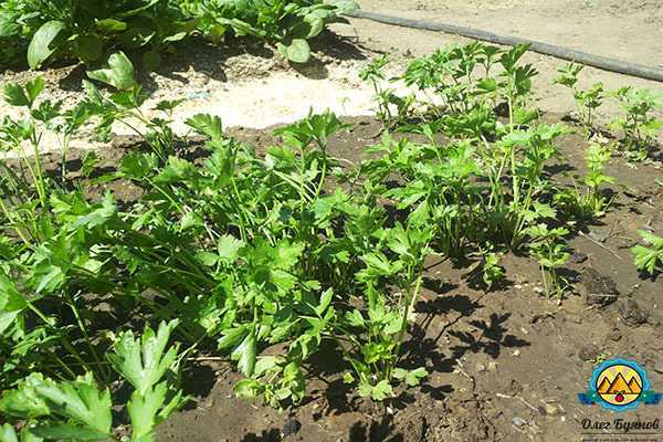 Как правильно посадить кинзу в огороде и на даче, семенами в открытый грунт (мой опыт)